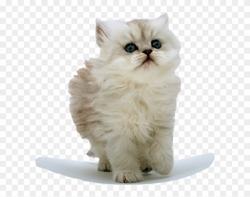 Save - Fluffy Kitten Clipart