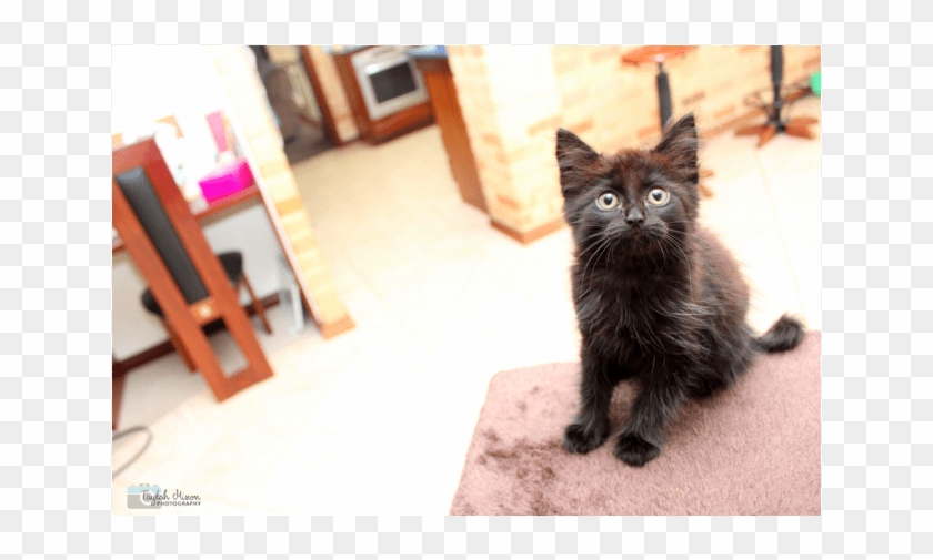Donate To Petrescue - Black Cat Clipart #4741962