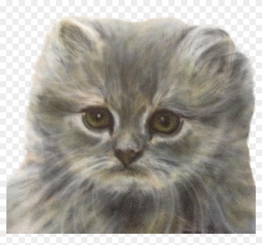 Klopfenstein , Fluffy Kitten Blue Cream Persian Cat - Domestic Long-haired Cat Clipart #4742026