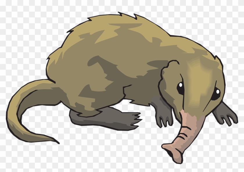 Long Tail Animal Fur Shrew Nosed Nose - Shrew Clipart - Png Download #4742200