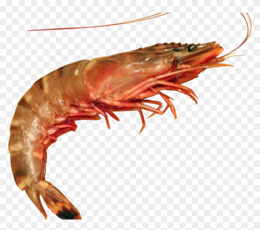 Ocean Shrimp Free Png - Prawn And Shrimp Differences Clipart