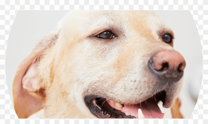 42 219k Dog Bath 20 Jul 2017 - Dog Taking Bath Clipart