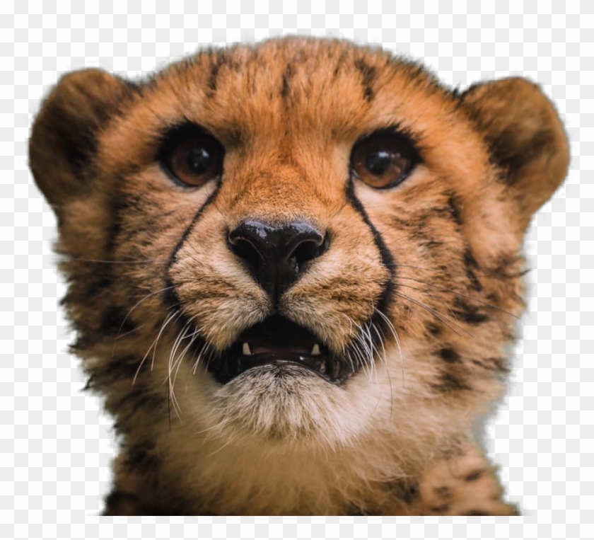 Solo Web-967x820 - Cheetah Clipart