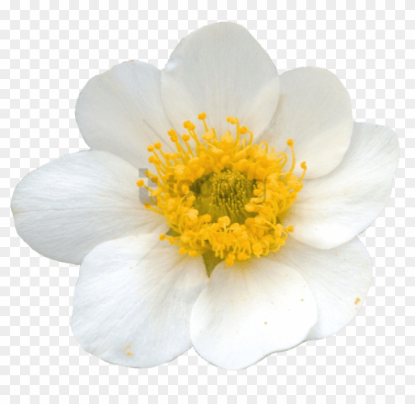 Free Png Yellow Flower Crown Transparent Png Image - Mountain Avens Png Clipart #4746139