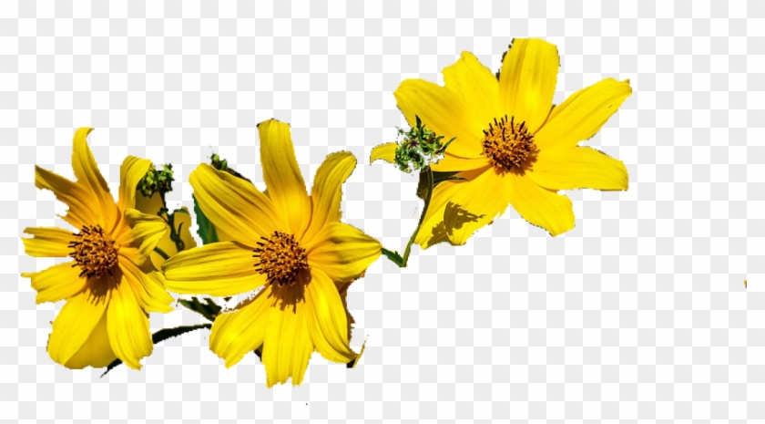 #flower #flowercrown #flowerpower #bandito #bandithoe - Sunflower Clipart #4746534