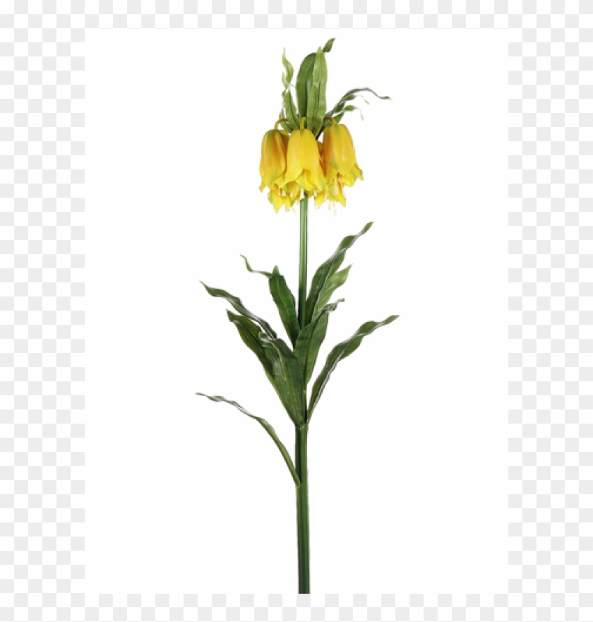 34" Imperial Crown Fritillaria Spray Yellow - Crown Imperial Clipart #4746567