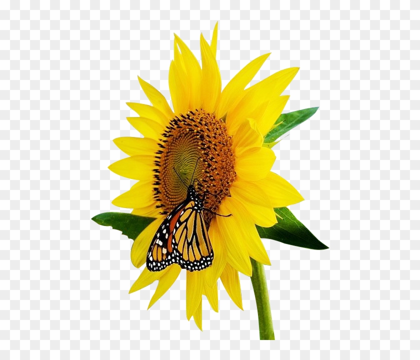 Pinkspider - - Monarch Butterfly Iphone Background Clipart