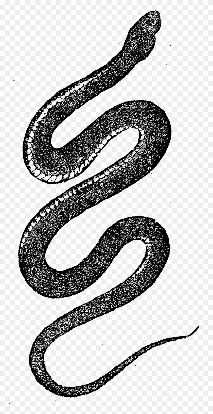 And, The Third Digital Reptile Image, Is Also Of A - Vintage Clip Art Snake - Png Download #4747781