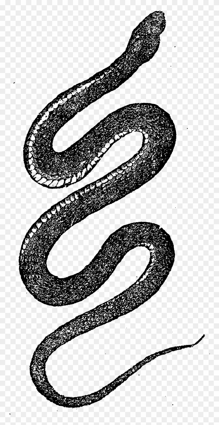 And, The Third Digital Reptile Image, Is Also Of A - Vintage Clip Art Snake - Png Download