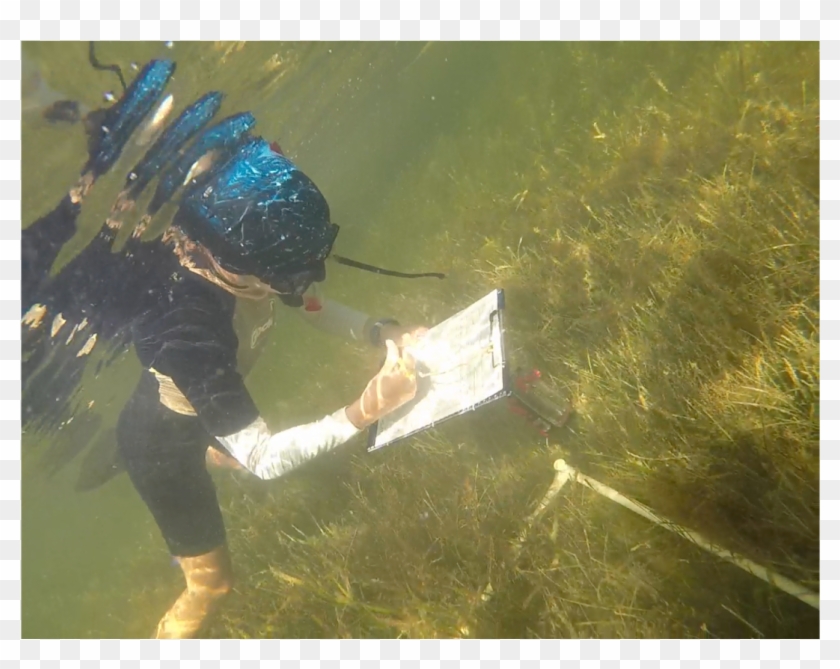 Kai Lopez Taking A Benthic Seagrass In A Dense Seagrass - Grass Clipart
