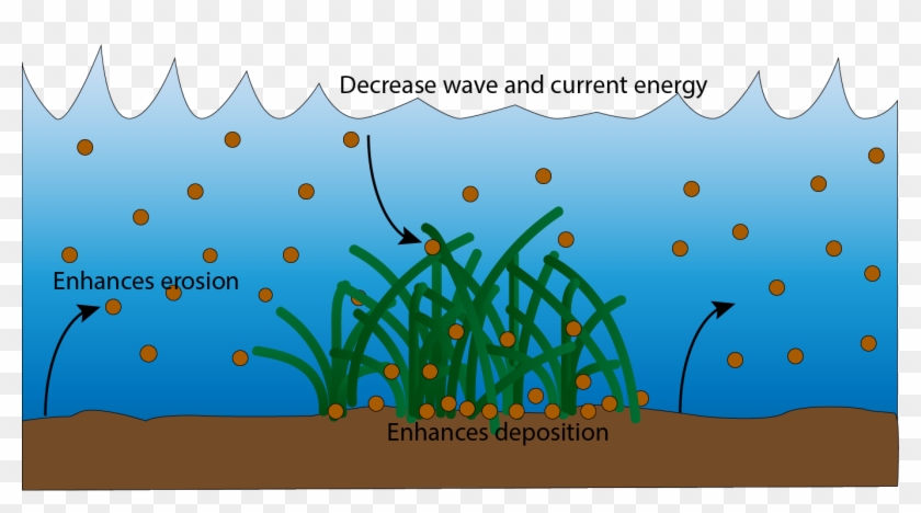 Seagrass Sediment - Illustration Clipart