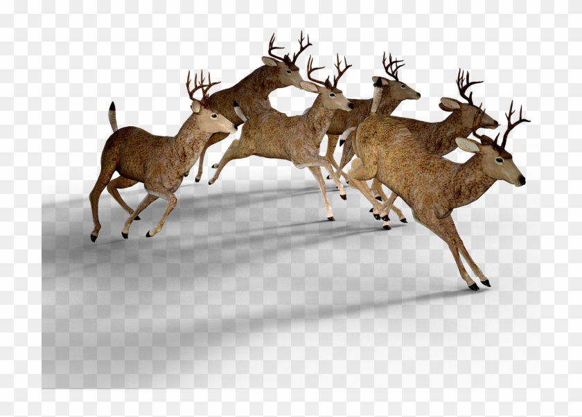 Deer Free Png Transparent Background Images Free Download - Most Deer Population Clipart #4750951