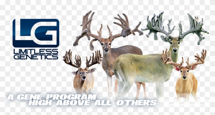Limitless Genetics - Elk Clipart
