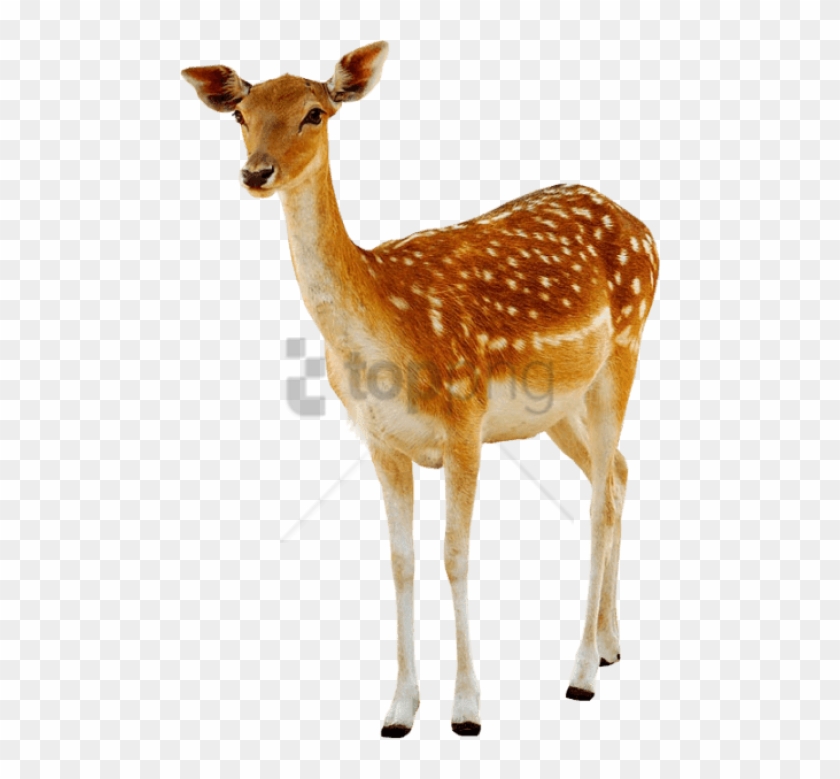 Free Png Deer Png Png Image With Transparent Background - Deer Png Clipart #4751053