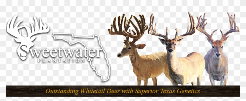 Sweetwater Plantation - Elk Clipart