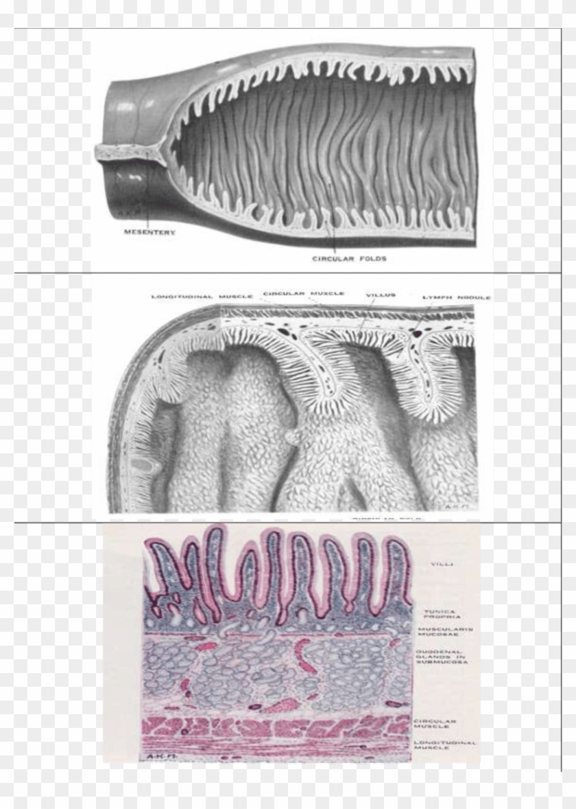 The Folded Interior Of The Jejunum - Crochet Clipart #4752276