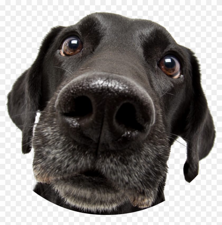 Black Dog Big Nose Clipart