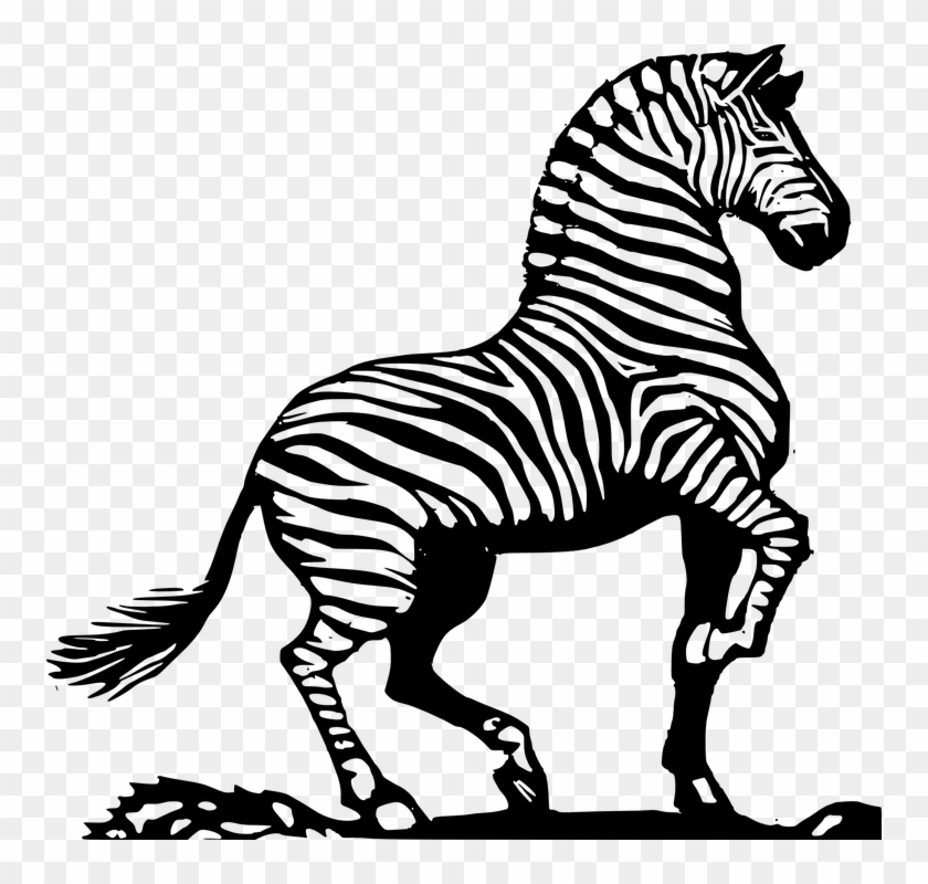 Zebra African Zebra Striped Zebra - Zebra Clipart Black And White - Png Download