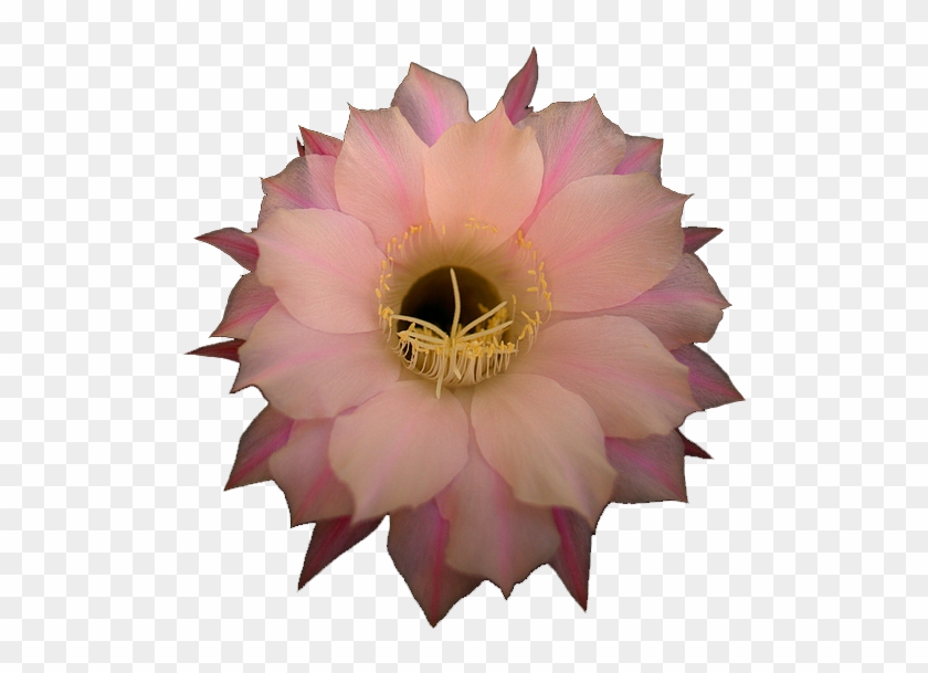 Pink Cactus Flower - Large-flowered Cactus Clipart #4753771