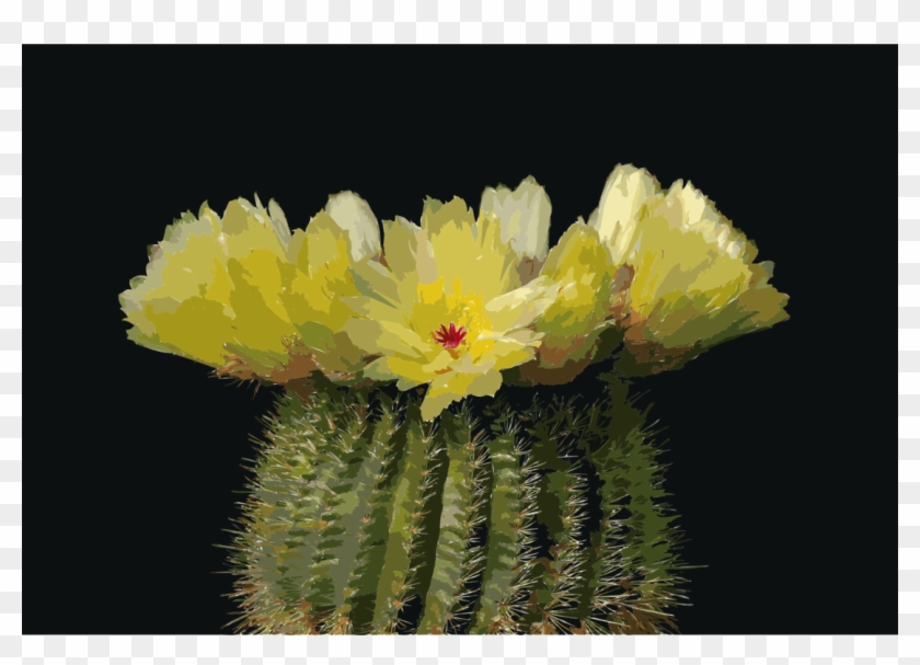 Cactus Flowers Parodia Tenuicylindrica Schlumbergera - Cactos Com Flores Amarelas Clipart