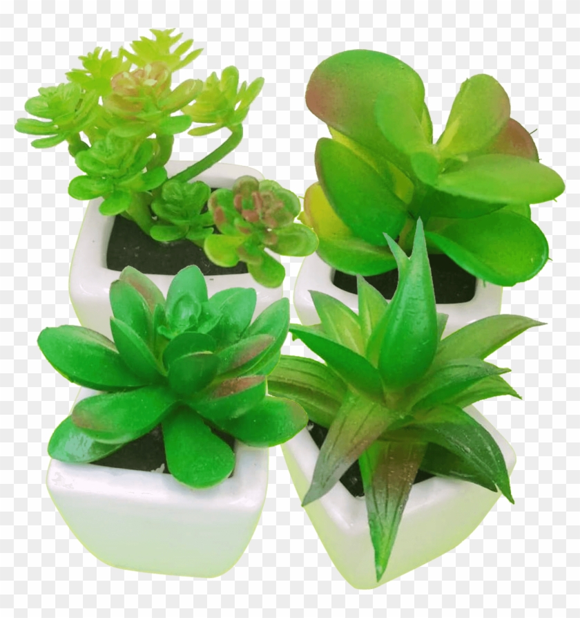 Cactus Flower - Flowerpot Clipart #4753971