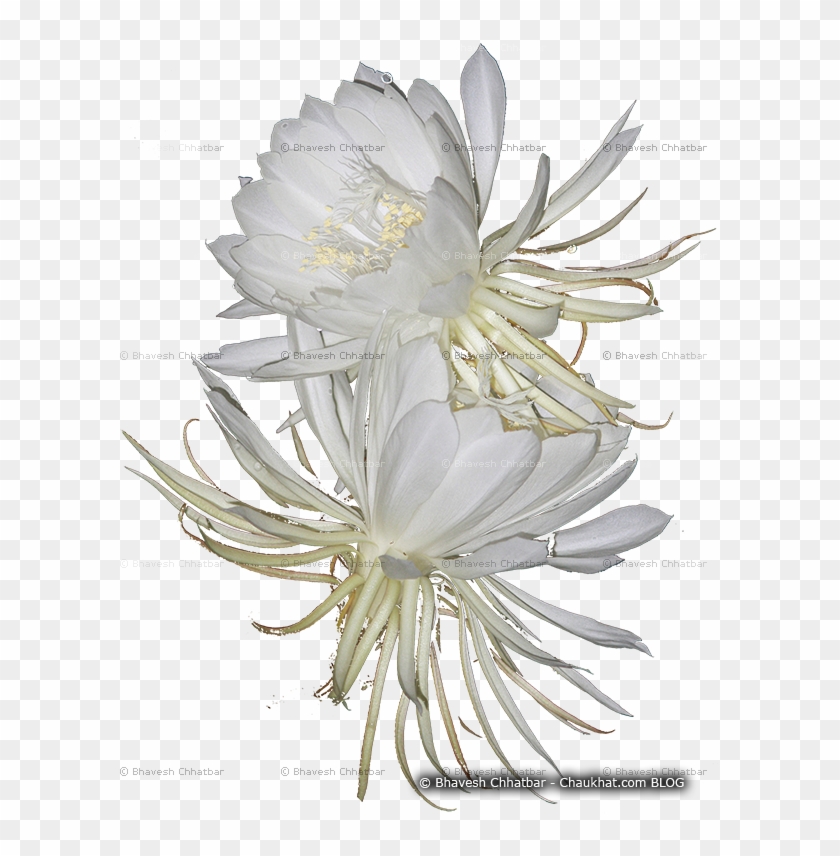 Weed Flower Mistakenly Recognized As Brahmakamal - Crenate Orchid Cactus Clipart #4754907