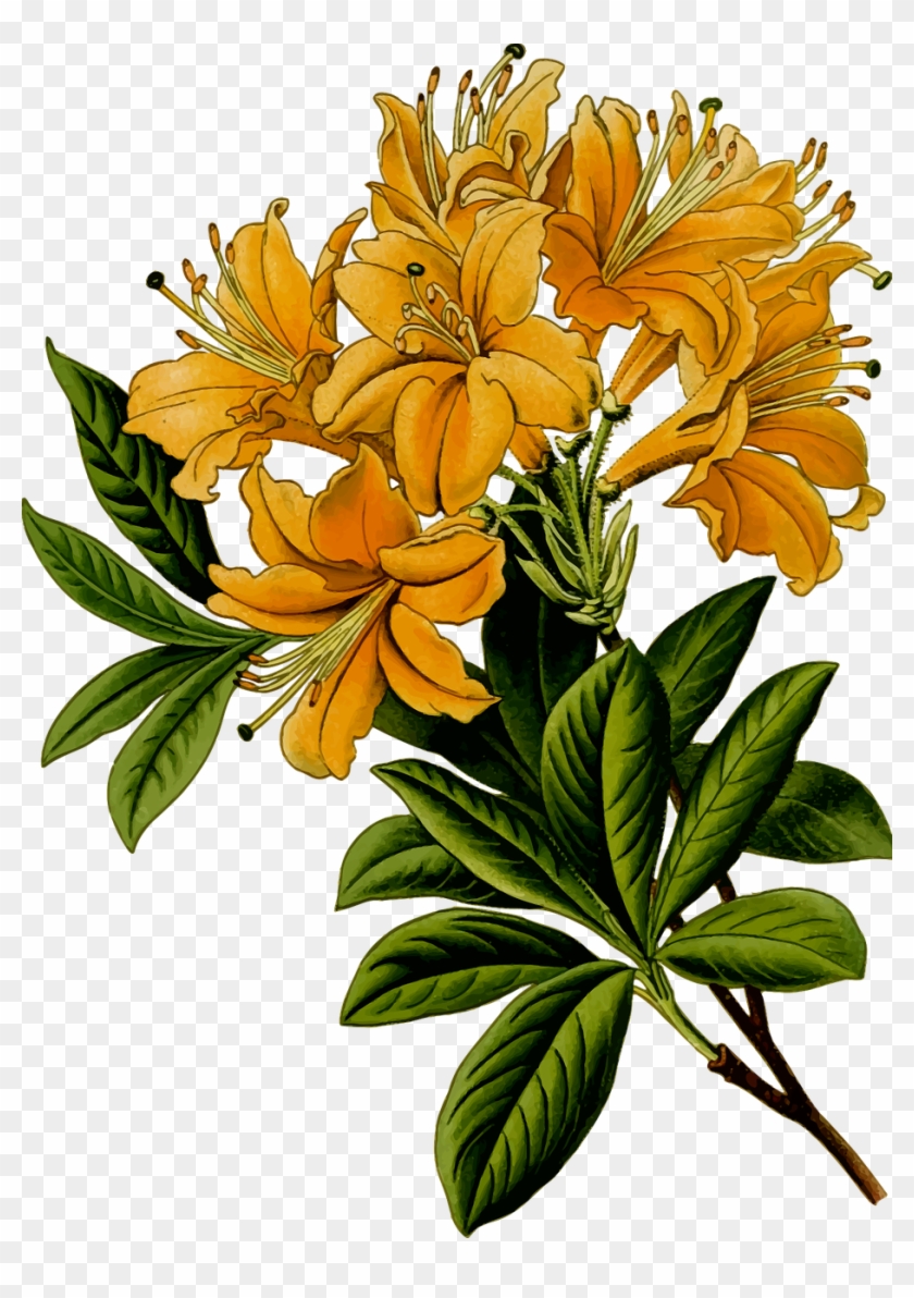 Flower Branch Png Clipart #4755560