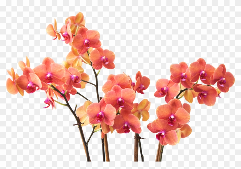 About Us - Red Orange Flower Branch Png Clipart