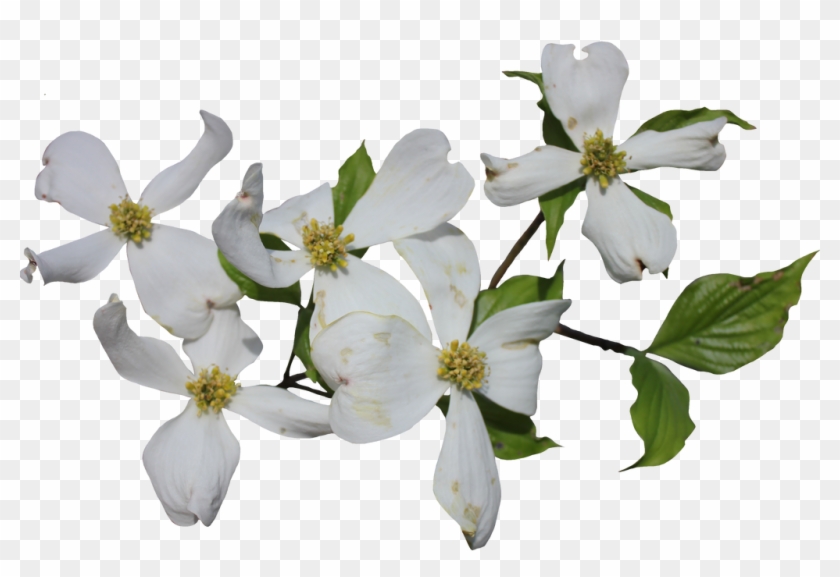 Dogwood Flower Png Clipart