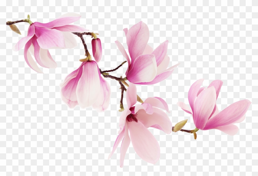 Image Result For Magnolia Tattoos Magnolia Branch, - Magnolia Flowers Clipart #4756101