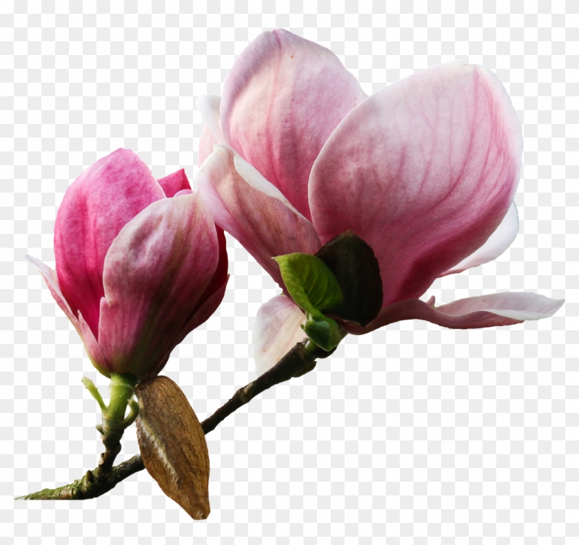 Flower Plant Nature - Magnolia Png Clipart