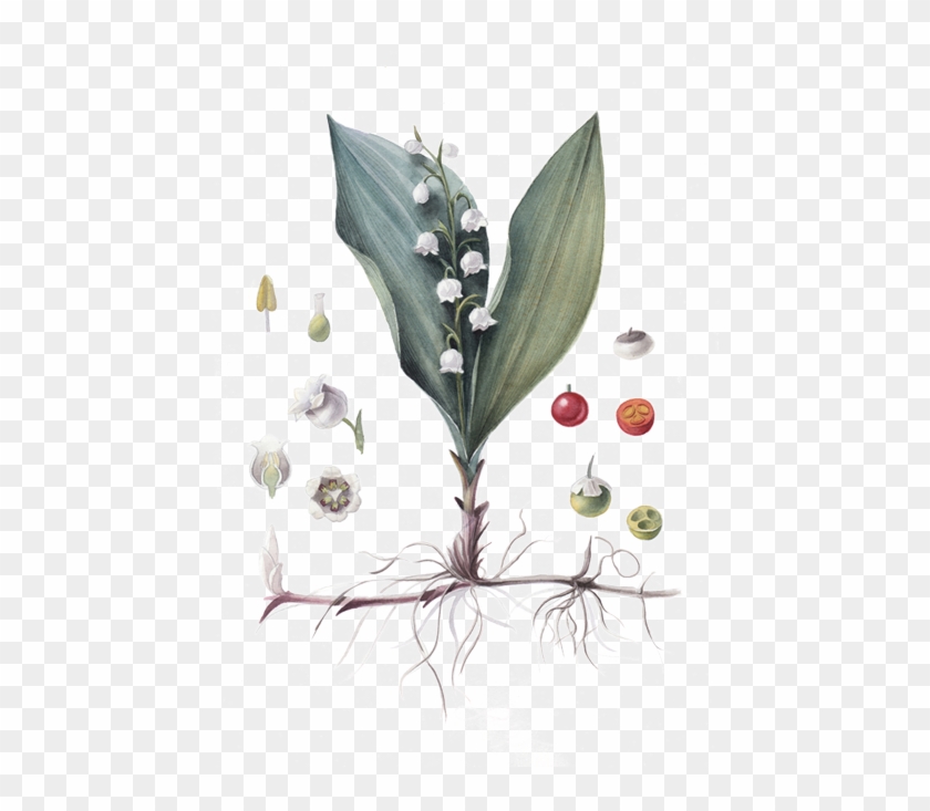 Lily Of The Valley Clipart #4757458
