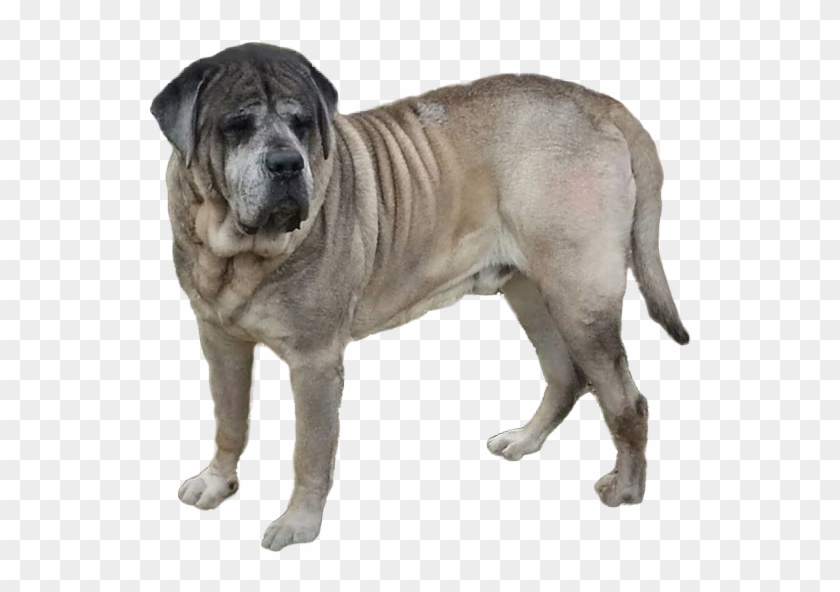 A Rare Picture Of Our Mastiffs - Blue Fawn English Mastiff Clipart