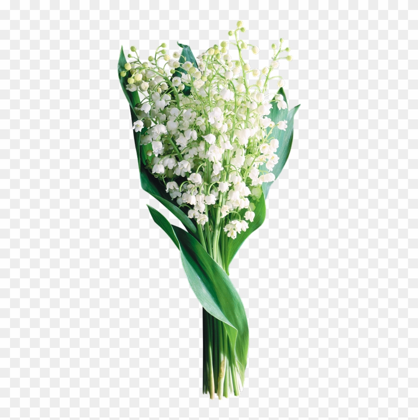 Gyöngyvirág Lily Of The Valley, Gify, Plants, Garden, - Tube Png Brin De Muguet Clipart #4758071