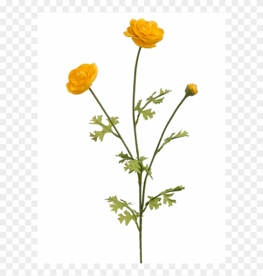 5" Ranunculus Spray X3 Yellow - Persian Buttercup Clipart