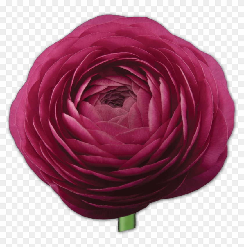 Rosa × Centifolia Clipart #4758281