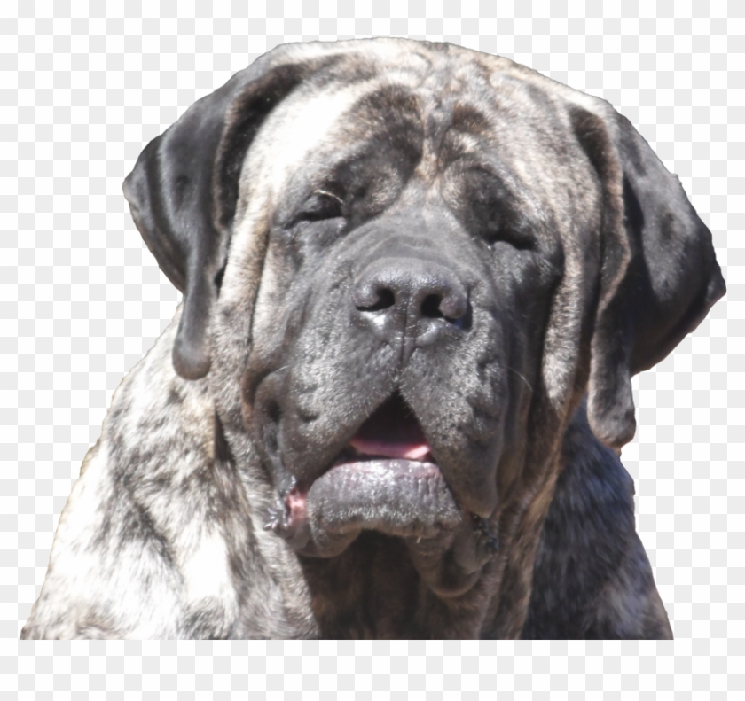 Real Love-a True Dog's Story - King Blue English Mastiff Clipart #4758304