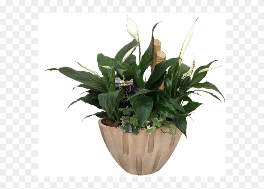 Peaceful Lily - Giant White Arum Lily Clipart #4758308