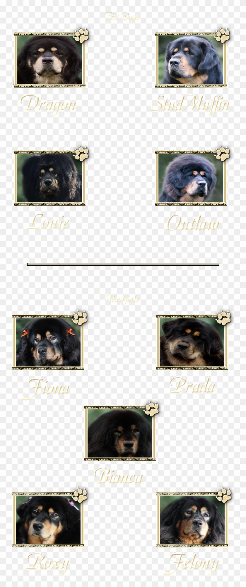 Tibetan Mastiff Clipart