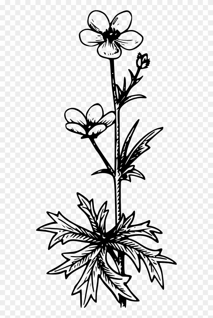 Buttercup Black White Line Art Tatoo Tattoo - Buttercup Clipart Black And White - Png Download #4758443