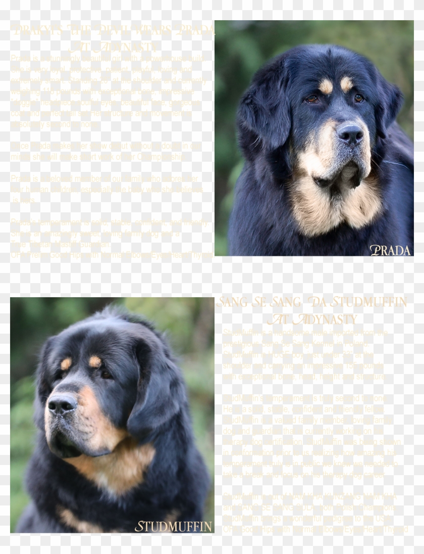 Current Planned Breedings - Companion Dog Clipart #4758713