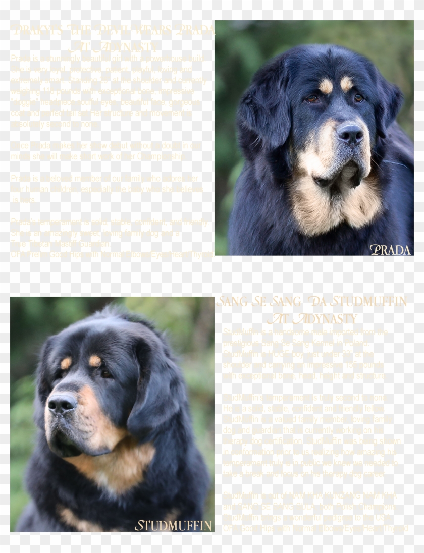 Current Planned Breedings - Companion Dog Clipart