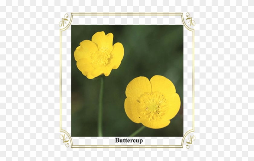 Buttercup Clipart