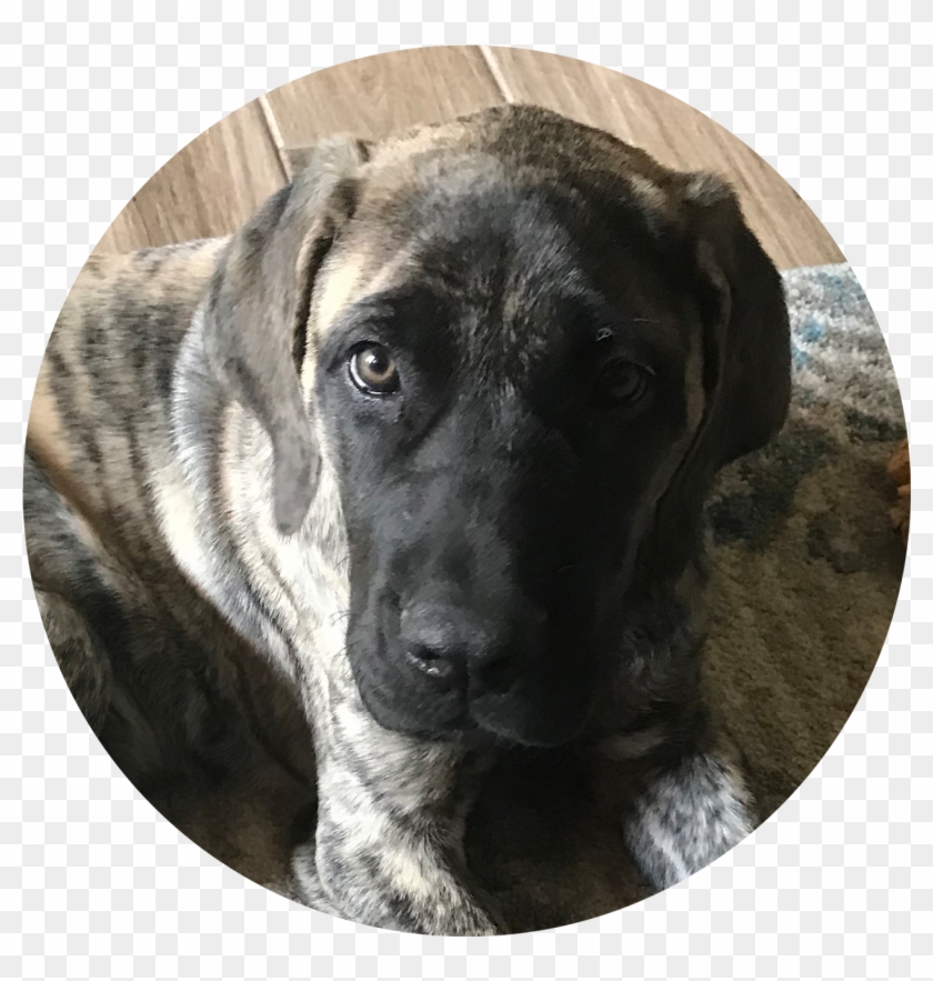 Piper - Companion Dog Clipart #4758771