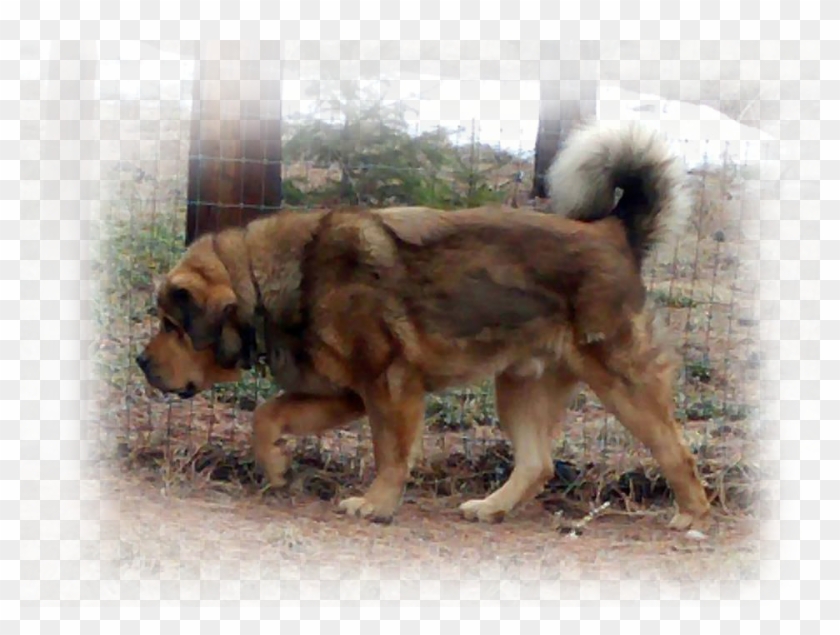 Tibetan Mastiff Braveheart - Ancient Dog Breeds Clipart