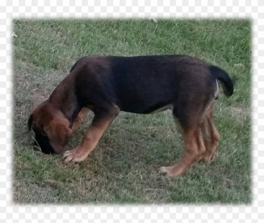 Black And Tan Mastiff Lyme Hall - Hunting Dog Clipart