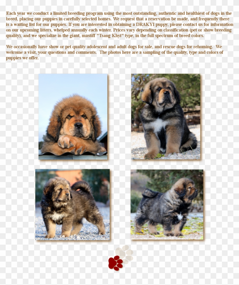 Ancient Dog Breeds Clipart