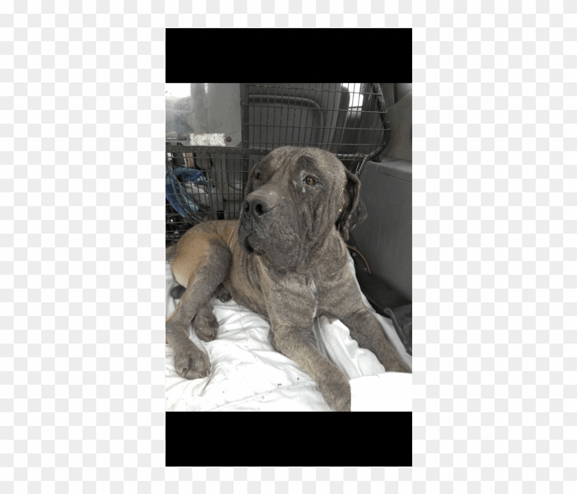 Companion Dog Clipart #4759551