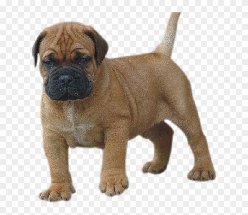 Bull Mastiff - Ori-pei Clipart