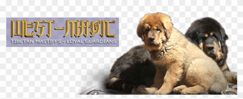 Tibetan Mastiff - Giant Dog Breed Clipart